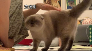 When I pretend to be angry, he就会…