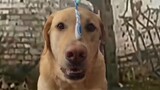 dog + toothbrush = ???