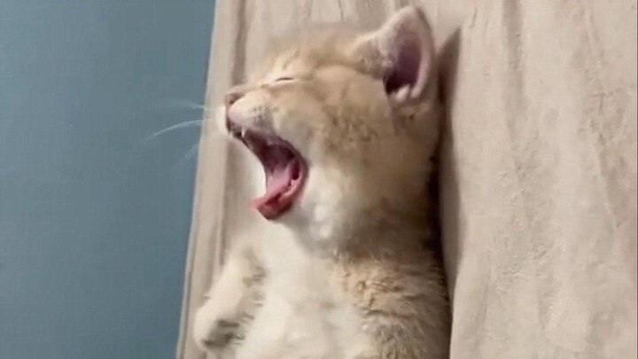 Fun Fact: Humans Can’t Give Birth to Kittens!