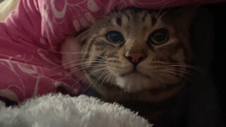 When a cat sneaks into my bed without telling my mom, how come it looks so much like an affair???