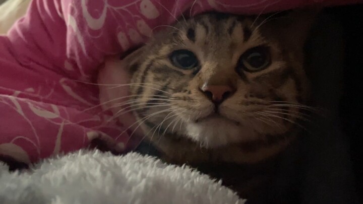 When a cat sneaks into my bed without telling my mom, how come it looks so much like an affair???