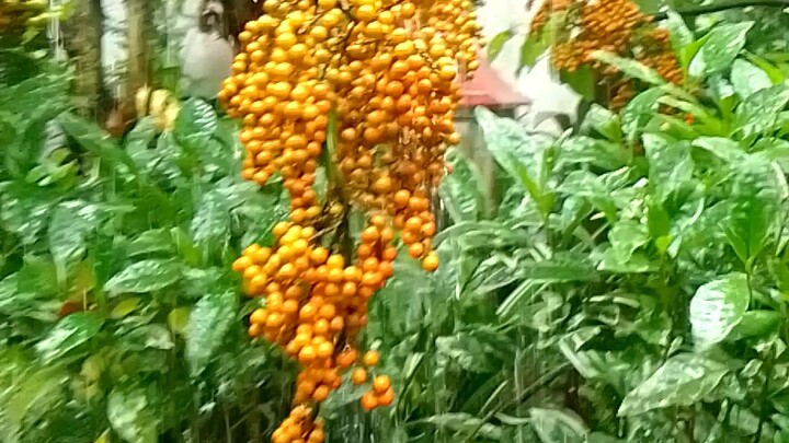 beautiful fruits😍😍 but not edible 😥