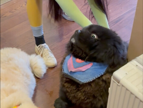 Hắc Hùng Tinh: Rửa bố tôi đi! Đừng có rửa tôi mà!