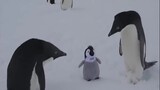 Khi đàn chim cánh cụt phát hiện có chim giả mạo sẽ phản ứng thế nào?