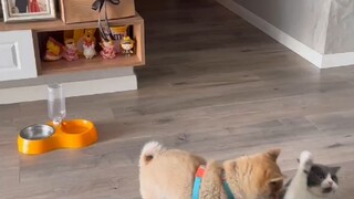 I want to play this exhilarating video for the whole world.