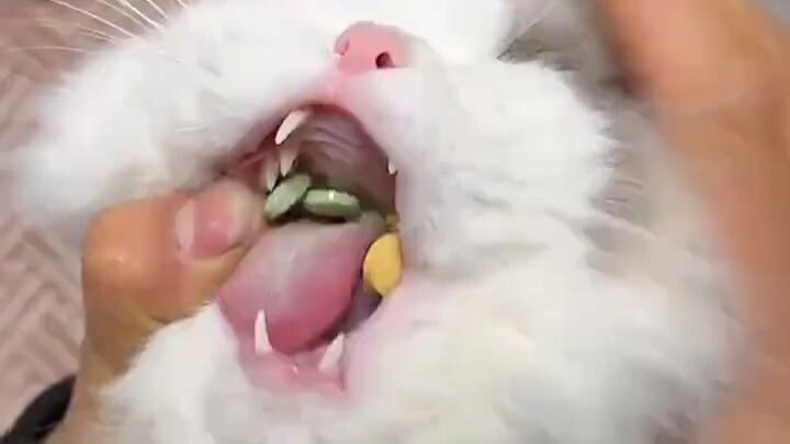 Cat: Humans are pests!!