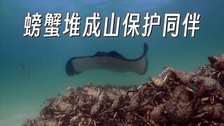 「动物间谍」系列纪录片：蜘蛛蟹堆成山 保护弱者 抵抗魟鱼捕食