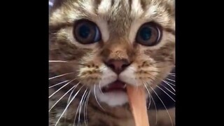 Funniest Cats  - Don't try to hold back Laughter  - Funny Cats Life