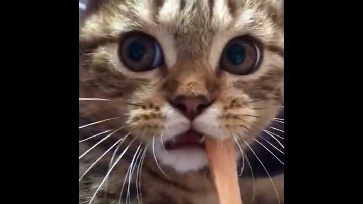 Funniest Cats  - Don't try to hold back Laughter  - Funny Cats Life