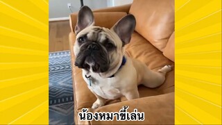 สัตว์เลี้ยงเพื่อนขนปุย : น้องหมาขี้เล่น