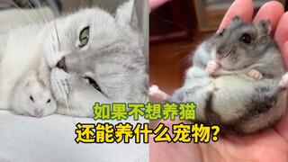 《如果不想养猫》还能养什么宠物？