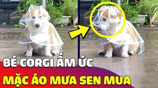 Cưng xỉu hình ảnh bé Corgi lần đầu MẶC ÁO MƯA và vẻ mặt CAM CHỊU bị Sen quát không cho cởi 😂 Gâu Đần