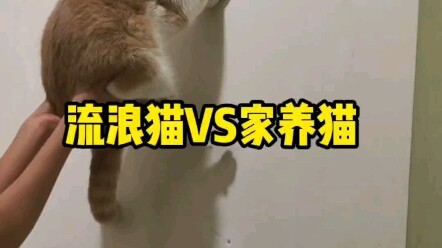 The Difference Between Stray Cats and House Cats
