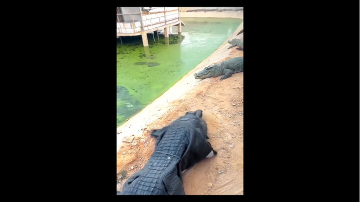 Turns out crocodiles have their own uncanny valley too!