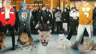 【OIN】 صوت الدعم يملأ حديقة الحيوانات!!!! جولة عرض لـ ZOO بنسختها التي تغير فيها الجنس من 4 إناث إلى 