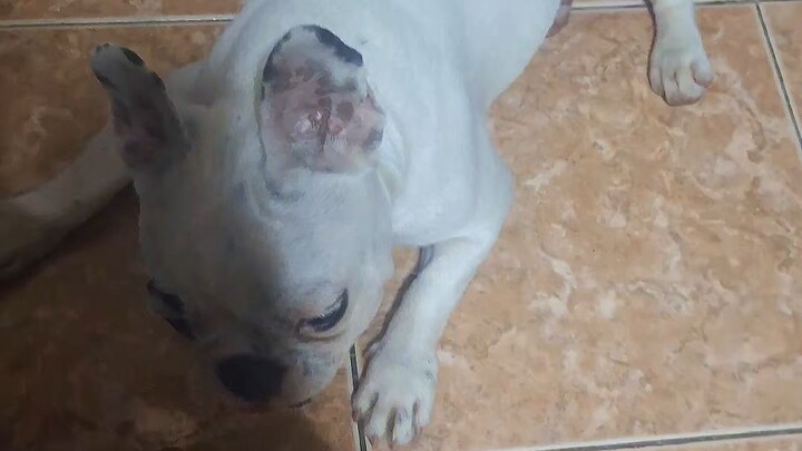 french bulldog