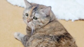 When your cat realizes you didn't bring snacks back