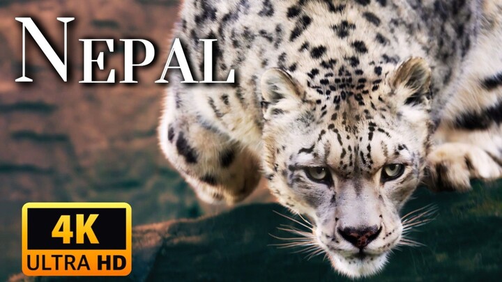 Wild Winter_ Predation  Wildlife documentary in Hindi national geographic