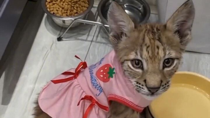 Foreign Girl Rescues a Kitten in the Snow—But Half a Year Later, She’s Totally Blown Away!