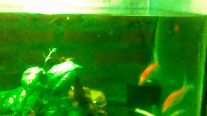 Ikan aquarium