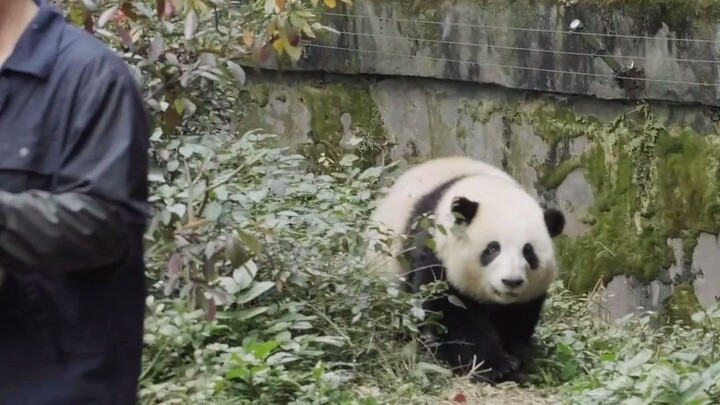 Hua Hua looks so cute running around with her head bobbing!