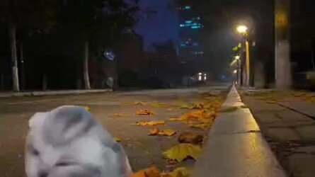 23 năm đầu đời của chú mèo meme – video khá dài, cảm ơn mọi người đã xem 😗