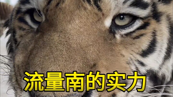 Ten Thousand Views: Traffic King Nan Nan Takes the Stage for a Performance