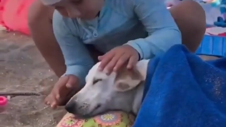 A little girl who gives her dog a pillow—so heartwarming…