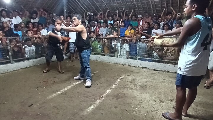 Saglitan lang, 3X Winner. #cockfight#sabong