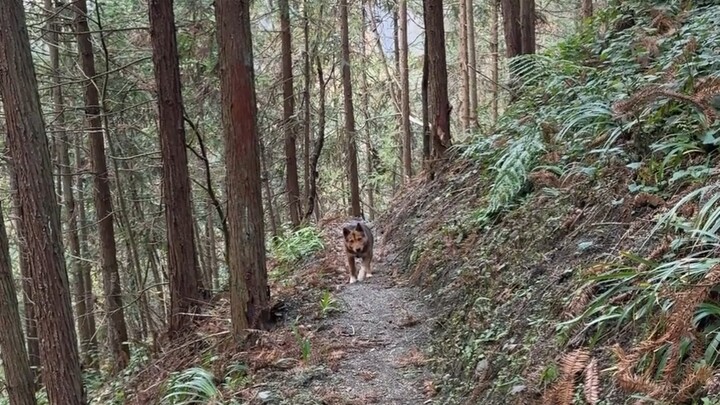 من لم يُربِ كلبًا لن يفهم هذا الشعور.