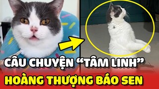 1001 Câu chuyện TÂM LINH mà mèo Gấu báo con Sen 😂 | Yêu Lu