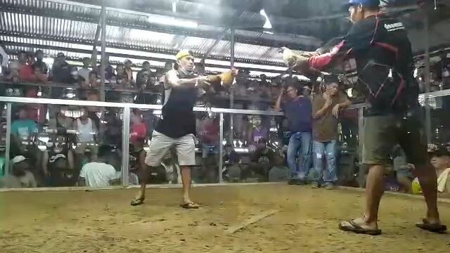 pumpkin vs talisayin