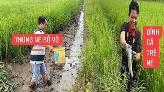 Ra ruộng lúa Giăng lưới cá lòng tong không ngờ bất được cá trê bự.