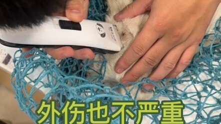 Penyelamatan hewan terlantar: Ia bernasib sial, namun juga beruntung.