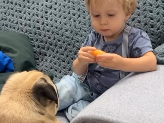 “Kisah Pertumbuhan Bayi Manusia” — Saat Bayi Lagi Makan, Anjing Peliharaan Juga Pengin Makan, Apa ya