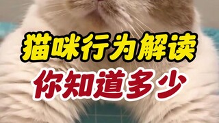 猫咪行为解析