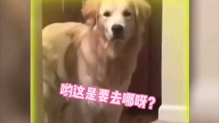 น้องหมา: อย่าคิดเลยว่าจะแอบออกไปโดยไม่บอกฉัน