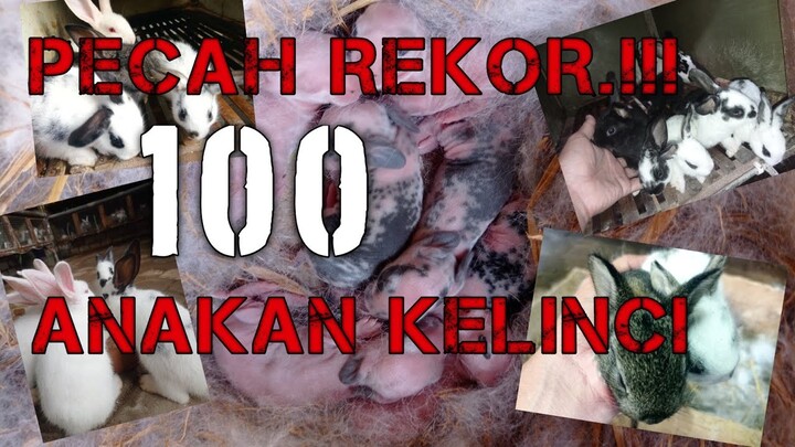 Alhamdulillah akhirnya bayi kelinci di kandang Peternak Muda Pati tembus angka 100 lebih