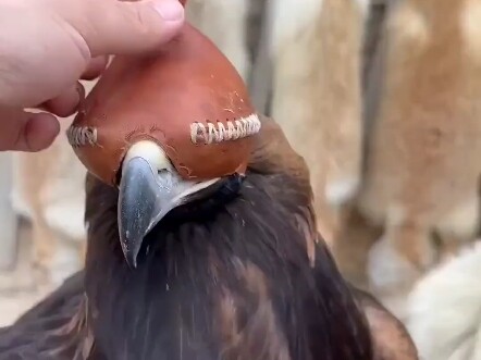 Mengapa Penutup Mata Elang Emas Tidak Boleh Dilepas?