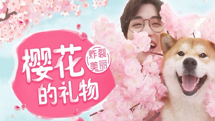 Món quà từ hoa anh đào, mỗi mẫu đều khơi gợi trái tim thiếu nữ của bạn!