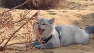 How cool is it to turn the desert into a cat's backyard?