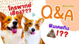 Q&A กับท่านขุนแผนและไฮโซพิมพิลา!! ใครพากย์เสียงให้สัตว์เอ๋ย???