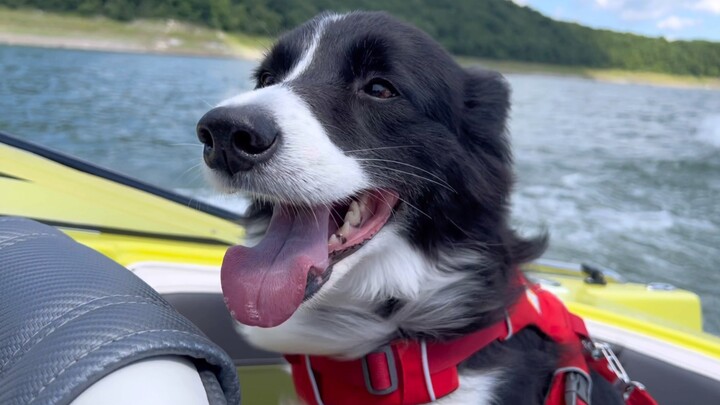 Puppy: My ears are gonna blow away in the wind!