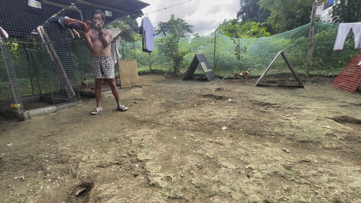 Alimbuyugin vs lemon sweater