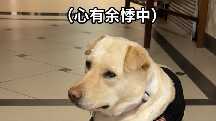 On the mountain trail, we ran into a mysterious creature—both the sea dog and I were so scared we tu