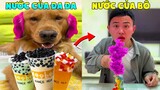 Thú Cưng Vlog | Đa Đa Đại Náo Bố #10 | Chó gâu đần thông minh vui nhộn | Smart dog golden pets