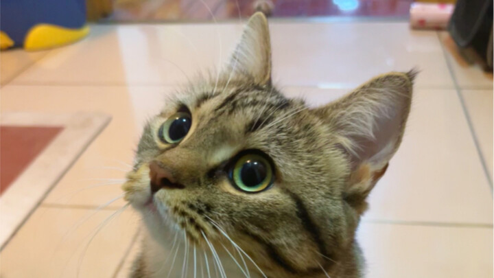 What’s that little chirp on the kitten’s head?