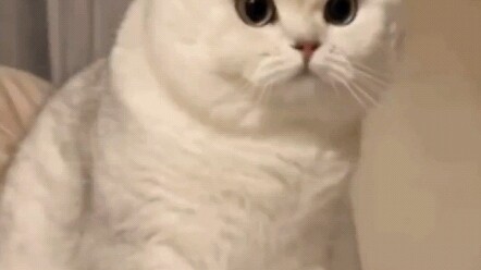 Xiu Mao, see? It’s right there! Don’t touch! But he won’t listen!