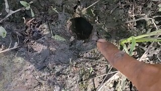 Sudah beberapa tahun sering saya lewati ternyata di kebun tebu ini menjadi sarang kerajaan belut