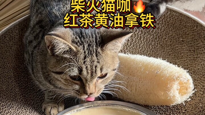 Quán cà phê mèo đốt củi ở nông thôn, latte bơ trà đen